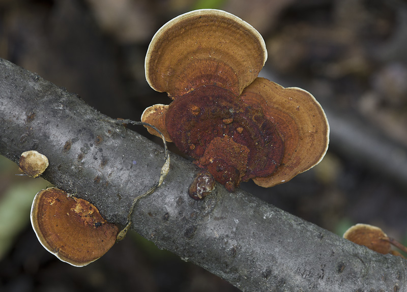 Daedaleopsis tricolor